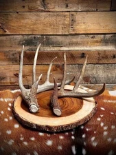 Medium Size Whitetail Deer Antler Sheds - A Grade - Choose Quantity