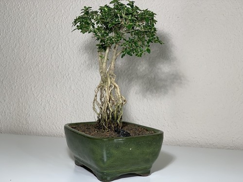 Mount Fuji Serissa Foetida Bonsai Tree Raised Roots Indoor Flower 7 yo 10-12" H - Picture 3 of 5