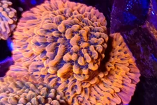 JF Brain Freeze Montipora * Live Coral Frag * AJs Aquariums