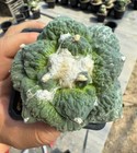 Rare plant Ariocarpus Fis Hybird 'Godzilla' WYSIWYG G ratfed