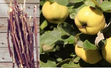 6x Viable CUTTINGS QUINCE CYDONIA OBLONGA SCIONS STICKS Hearb tea leaf