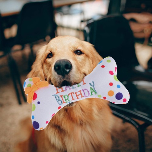 1PZ Giocattolo Osso Cane Gatto Cane Compleanno Cucciolo Chew Bones Pet Chew Toy Cane Giocattolo Compleanno - Foto 2 di 11