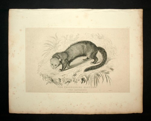 LE GULO-GULO, CARCAJOU, LE GLOUTON ou WOLVERINE Gravure estampe de Cuvier 1829 - Picture 2 of 2
