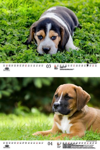 Welpenzauber DIN A3 Kalender für 2025 Hunde Welpen - Seelenzauber - Bild 3 von 7