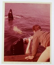 Namu, the Killer Whale (1966) 4x5" color transparency! - rare