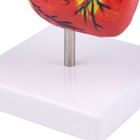 Bild 6 von 10