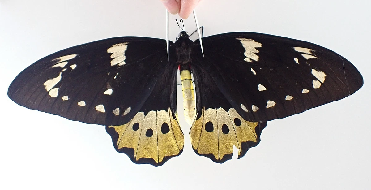 Ornithoptera Butterfly for sale | eBay