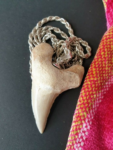 Old Shark Tooth Fossilized Pendant Necklace on Silver Tone Chain (b) - Picture 5 of 7