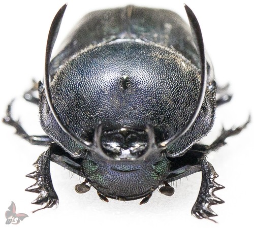 Proagoderus Gibbiramus-Männchen-GROSSE HÖRNER, Käfer - Bild 4 von 5