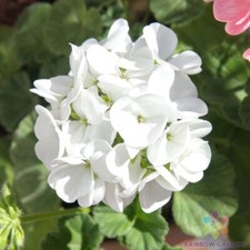 25 Presto White Geranium Seeds for Garden Planting - USA - FREE SHIPPING 