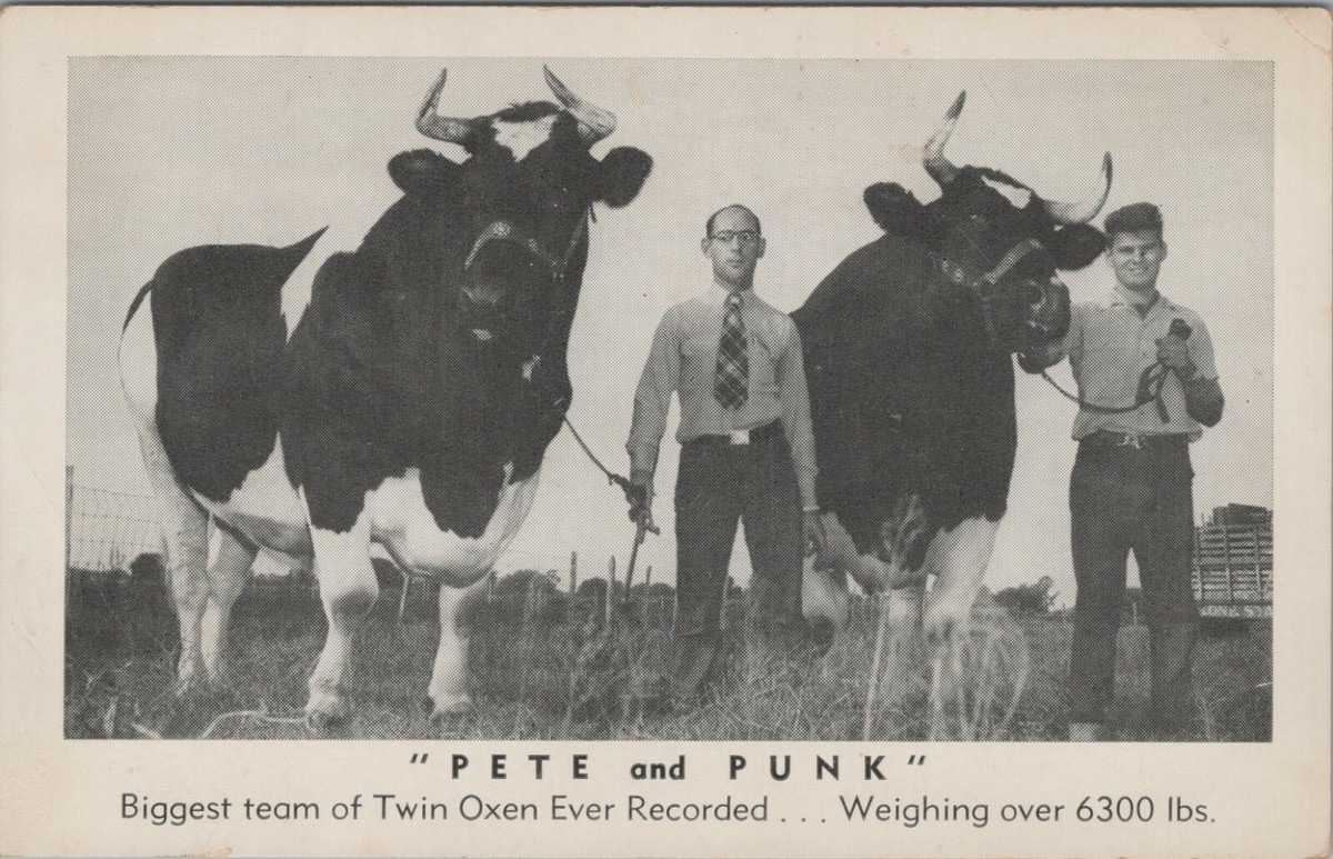 c1950 Pete Punk Biggest Team Twin Oxen born Vermont 1946