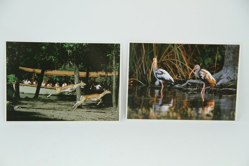 Vintage 1990s Set of 12 Nature Tourism Postcards Silver Springs, Florida FL - Picture 7 of 10