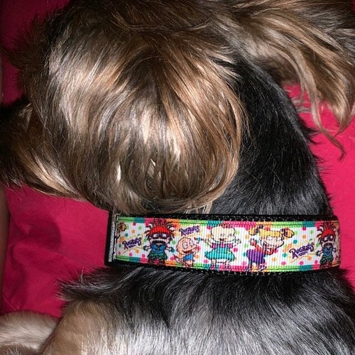 Watermelon cat or small dog collar 1/2" wide adjustable handmade bell leash - Picture 10 of 10
