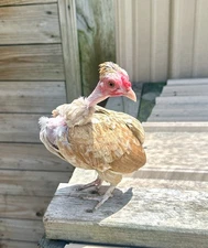 kikiriki hatching eggs 6++ PLEASE READ THE DESCRIPTION