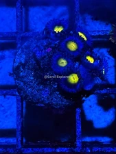CE- WYSIWYG WWC AOI  Zoa Zoanthid Frag Live Coral LPS SPS #R1GI10