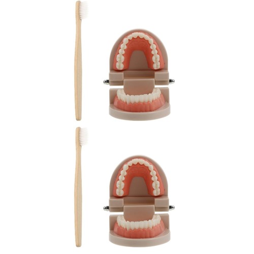 2 Sets Early Childhood Education Brushing and Washing Tools Oral Tooth Model