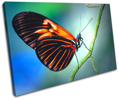Butterfly Insect Nature Animal Canvas Artwork Picture Print Wall Hanging Photo