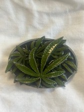 Marijuana leaf / pot leaf / hippie / boho style Belt Buckle.