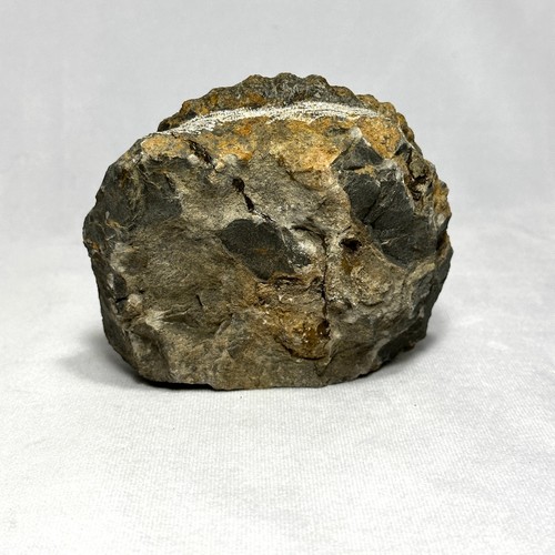 Charming Anetoceras Ammonite - Picture 3 of 8