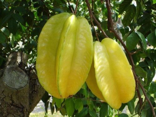 New Star Fruit 50 Carambola, Averrhoa carambola Linn Thai, Fruit Thailand - Picture 2 of 6