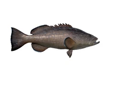 38" Black Grouper Half Mount Fish Replica - In Stock & Ready to Ship