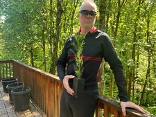 Piltz GIANT SEQUOIA Redwood Tree Starts