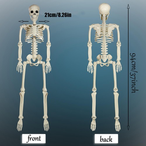 94cm Skelett Halloween Deko Lebensgroßes Skelett Ganzkörper-bewegliche Skelett - Bild 12 von 12