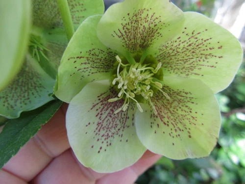 1 Starter plant Lenten Rose,Helleborus - Live Plant from 3'' pot