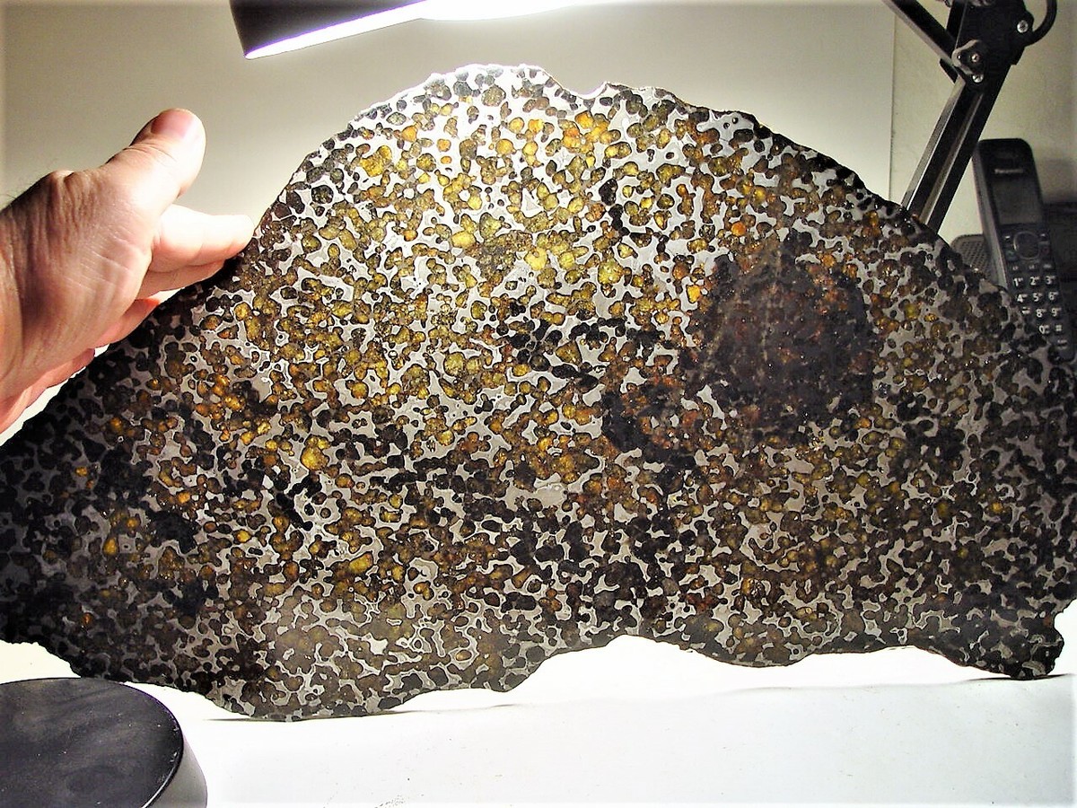 WORLD CLASS! HUGE FULL SLICE! BEAUTIFUL BRENHAM PALLASITE
