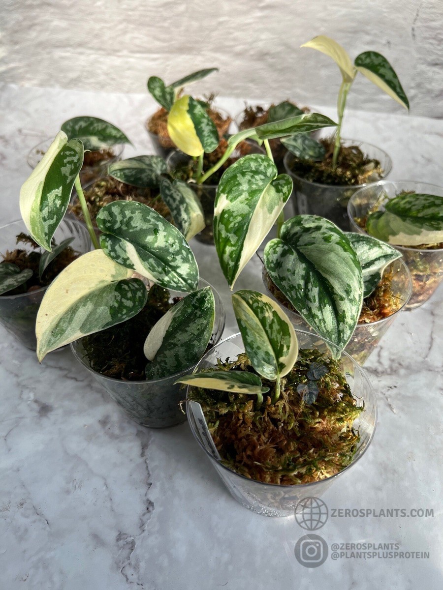Scindapsus 'Mayari' - Established, Actively Growing Plant | eBay