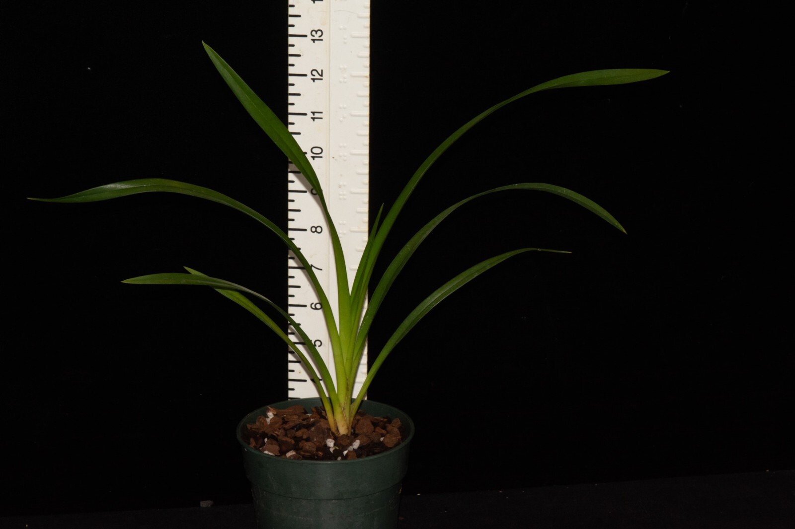 Cymbidium Pakkret Firestorm ‘Chandra’ (Golden Elf x aloifolium) - Picture 3 of 3
