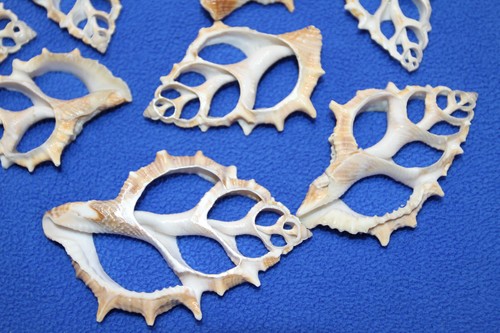 20-BURSA SPINOSA conchiglie taglio centrale, conchiglie con cornice, arte da spiaggia, fiori conchiglia - Foto 6 di 11