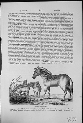 Antiker alter Druck Quagga Equus Quagga Gemeine Wachtel Coturnix Communis Gruppe