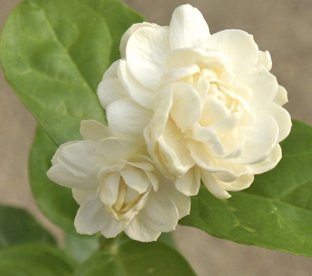 Jasmine �Grand Duke of Tuscany� Jasminum Sambac, Arabian