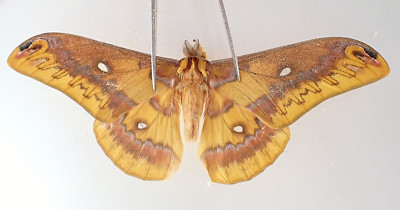 SA14409. Insects, butterflies: Saturnia sp. North Vietnam.