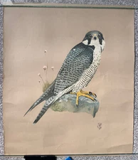 1979 K.J Wood fine art watercolour bird wildlife print - Peregrine Falcon