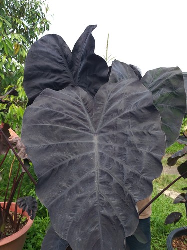 Colocasia Phantom Esculenta Especie Nuevo HB Oreja de Elefante + Phyto Cert. - Imagen 5 de 10