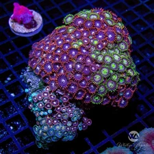 (I4) Zoa Garden (~4") - WYSIWYG Live Coral