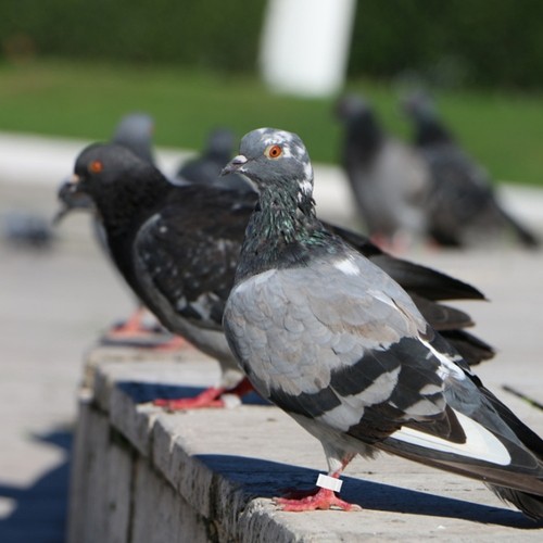 100 Pcs Pigeon Ring Poultry Identification Bands Rings Pigeons Birds Supplies - Picture 11 of 12