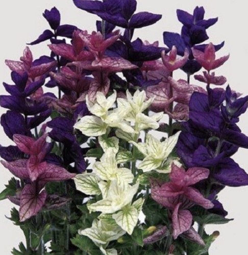 Susies 💜 Beautiful Flower 🌸 Mix 2200+ Seeds (Alyssum) Instructions Included x - Bild 5 von 10