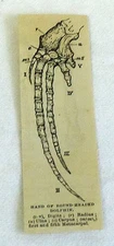 1880 small magazine engraving ~ HAND OF ROUND-HEADED DOLPHIN Bone Diagram