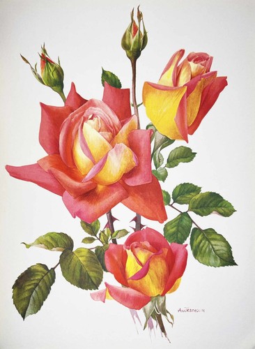 Stampa litografica originale incorniciata a mano fiori rose di Anne Marie Trechslin - Foto 52 di 122