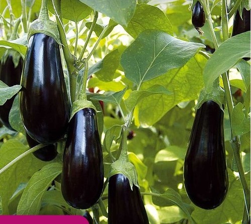 Bangladeshi/Indian/Asian Vegetable Seeds,Bottle Gourd,Lal Shak,Spinach,Uri 2026 - Picture 14 of 43