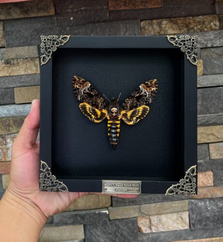 Framed Death Head Moth Wall Hanging Decor Insect Butterfly Dried Collection - Picture 1 of 6