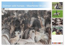 Dülmen wild horses - Meerfelder Bruch (Monthly Wall Calendar 2026 11.7 x 16.5 (o