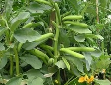 BEANS Pinto Seeds Gmo-free Heirloom FREE Shipping 