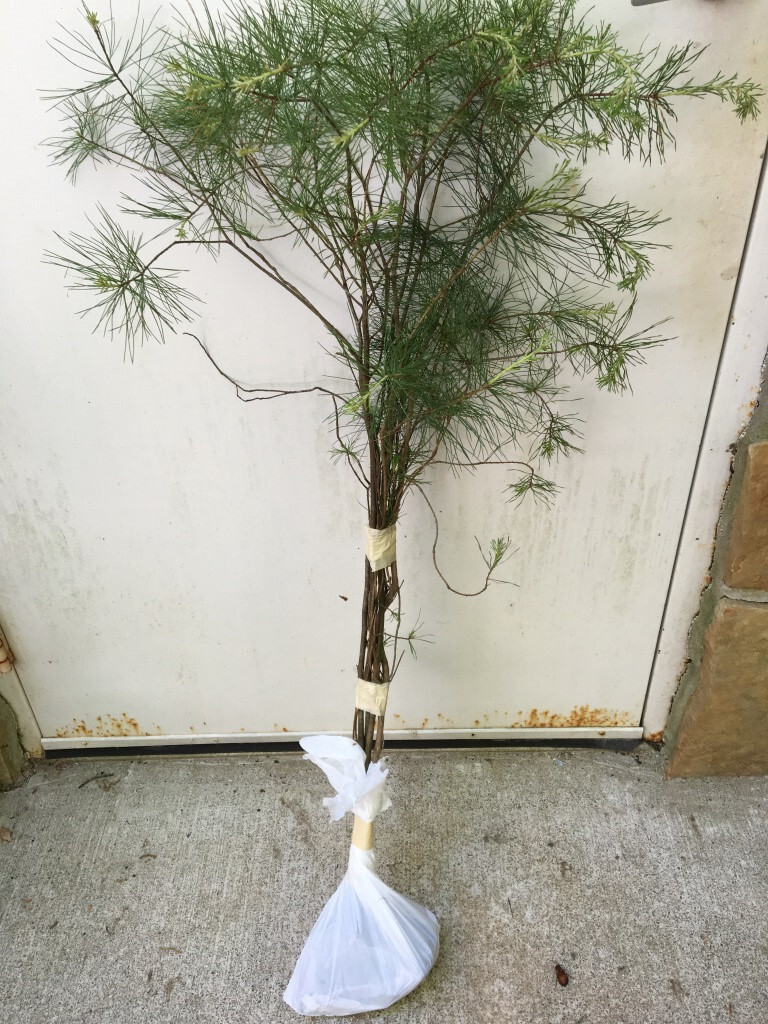Picture 9 of 12