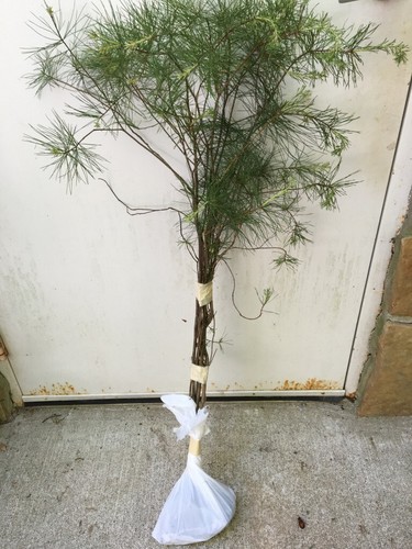 QTY-1 MOUNTAIN GROWN SHIPS FREE !GEORGIA WHITE PINE 30 INCH SEEDLING REF.#REG1 - Picture 9 of 12
