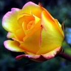 Foto 4 di 4