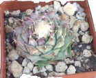 Cactus Variegated Cactis&Succulents